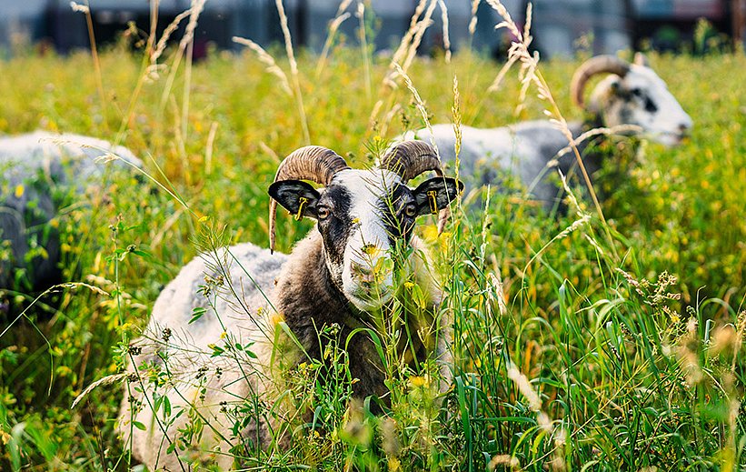 Schaf mit Hörnern frisst in hohem, grünen Gras, weitere Schafe unscharf im Hintergrund.